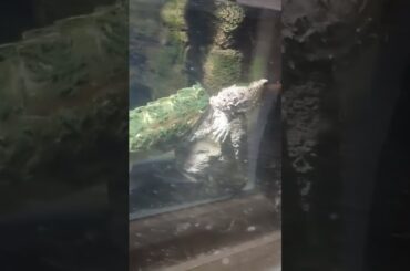 ワニガメの噛む握力は人の指を噛みちぎる！🐢