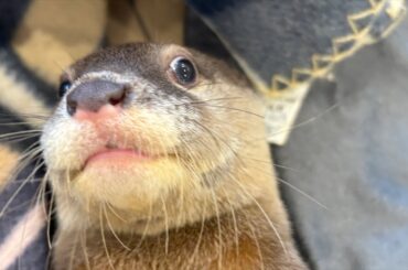 カワウソベビライブ🦦🦦🦦🦦🦦🦦