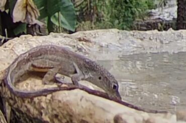 Quenching Thirst with @BirdBath1 water 50..... | LIZARD EARTH