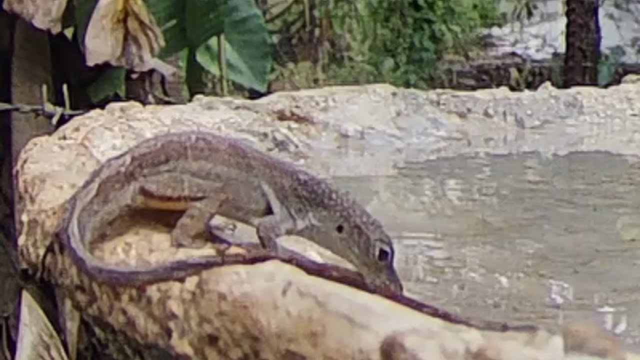 Quenching Thirst with @BirdBath1 water 50….. | LIZARD EARTH Quenching Thirst with @BirdBath1 water 50..... | LIZARD EARTH