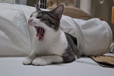 トンネルの中のアッシュくん