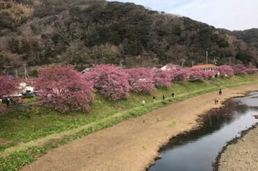 静岡県　南伊豆町　下賀茂温泉　青野川と河津さくら