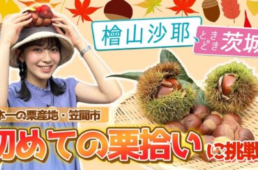 【檜山沙耶、ときどき茨城】笠間ではじめての栗拾い