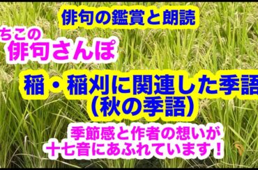 【俳句さんぽ゚゚・第141回】稲、稲刈関連（秋の季語）季節感と作者の思いが十七音にあふれています！🌾