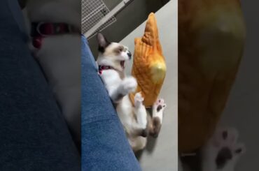 たい焼き cv: 高山みなみ「なんでだよーっ!!」#保護猫 #シャムミックス #cat #鋼の錬金術師