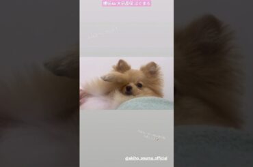 大沼晶保 やんちゃ坊主ぷぐまるのお目覚め♪♪