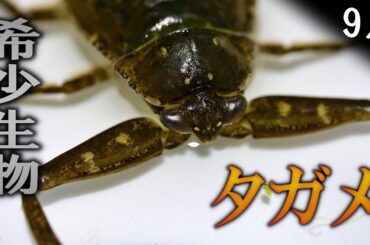 【昆虫採集】タガメ探し初挑戦でまさかの奇跡が...!!!