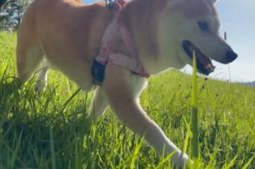 明日12歳になるもも　Momo will be 12 years old tomorrow