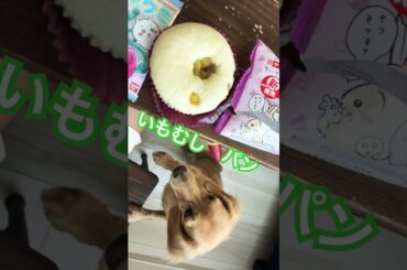 『いもむし』 #パジャマパーティーズのうた