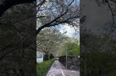 群馬大学附属病院#群馬大学桜#群大#駐車場