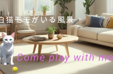 Lofi momo　白猫モモがいる風景　一緒に遊ぼ　心地よい音楽を聴きながら