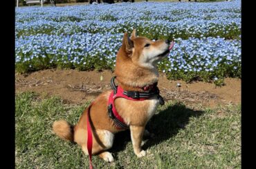 あなたの心に #中山千夏 #カバー #わにくん #日本を動かそう #世界に羽ばたけ #人生の記録