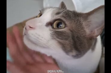 あまえたアッシュくん