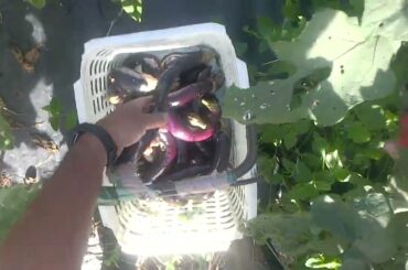 安藤忠雄先生についていきたい×秋茄子ししとう最後の収穫241011