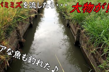 ドバミミズを投げ入れたら大物が喰い付いて来た！！