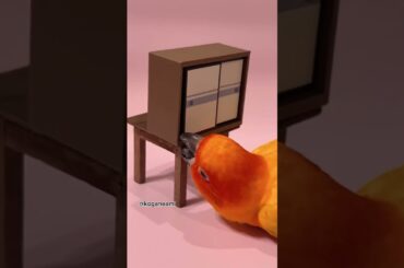 コガネメキシコインコの愛美「ドラえもんo((ﾐﾟｴﾟﾐ))o」