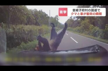 【衝突の瞬間】乗用車の前に飛び出して来たのは…ヒグマ　車と衝突して立ち上がり藪の中へ「クマだと気づいたのはぶつかる直前…」　北海道音威子府村