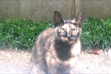 雨宿りに来た猫たち #ショパンの日 #ILikeChopin