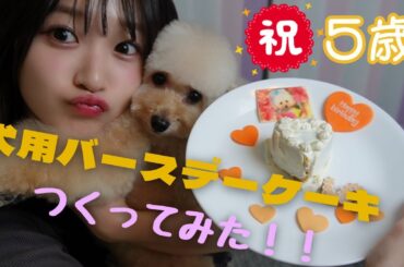 愛犬のバースデーケーキ手作りしてみた！【おうちのキッチン初公開！】
