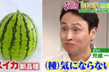 『がっちりマンデー!!』10/27(日) 種が気にならないスイカ!?…儲かる｢品種｣!!【TBS】
