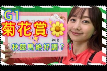 G1 菊花賞の予想をしました！| 高田秋のほろよい気分