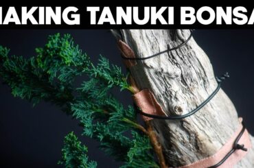 How To Make A Tanuki Bonsai🪴*EASY*