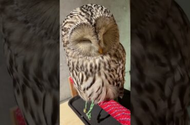 Happy Owl Café chouette | 大阪心斎橋 幸せのフクロウカフェ chouette