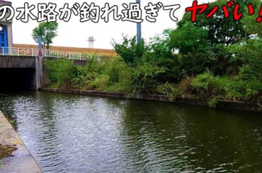 荒川に繋がる水路がヤバい・・・