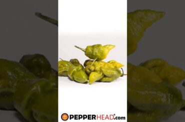 My thoughts on Gator Jigsaw Pepper (Read Description) #hiphop #music #rap #rapper #beats #chibalotte