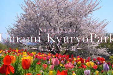 【奈良の絶景】馬見丘陵公園の桜&チューリップ｜やまと花ごよみ2024　第11回馬見チューリップフェア