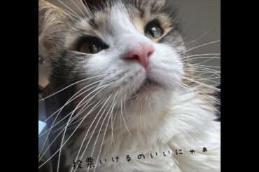 猫ラジ！土曜日！酔っ払い！明日は選挙！