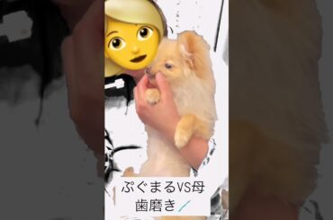 大沼晶保 ぷぐまるの歯磨き♪♪