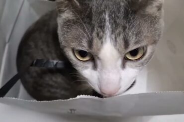 紙袋とアッシュくん