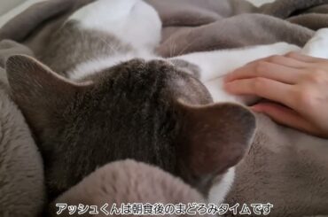 おなかの上の二度寝アッシュくん