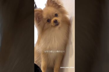 大沼晶保 オヤツをおねだりする食いしん坊なぷぐまる君♪