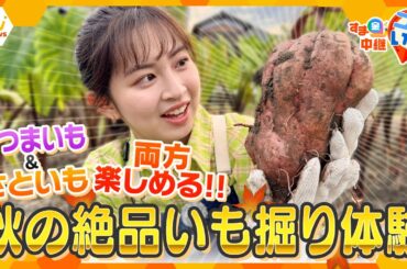 さつま芋＆里芋、両方楽しめる！秋の神戸で絶品いも掘り体験【す・またん！】