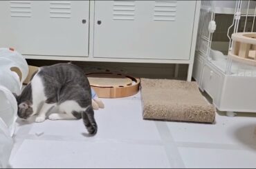 ボールと遊ぶアッシュくん