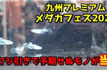 九州プレミアムメダカフェスに行ったら、クジ引きで予期せぬモノが当たりました
