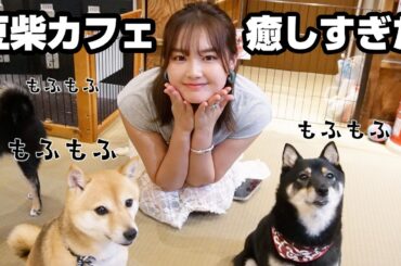 【過去一癒し回】豆柴たちと触れ合ってニヤニヤ止まりませんでした🐕