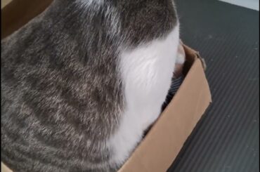 ぬいぐるみとアッシュくん