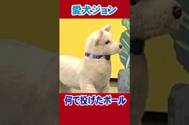 喋りすぎる愛犬ジョン!!#陣内智則 #ネタジン #コント #shorts