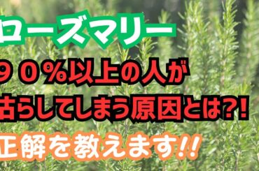 【ローズマリー】枯らしてしまう原因の９０％以上は◯◯のやりすぎ！今後枯らさないためのテクニックを紹介します！！