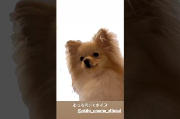 大沼晶保 ぷぐまるのあっち向いてホイ♪Instagram