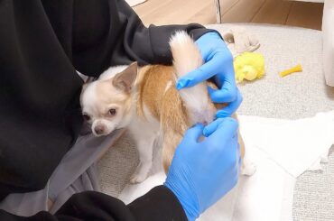 肛門絞りに理解がありすぎるチワワさん