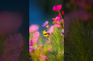 色づく街 #shorts #南沙織 #色づく街