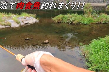 ミミズを目の前に落とせば簡単に釣れる魚