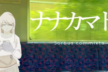 【ｵﾘｿﾝ#4】ナナカマド【ちゅなまぐろ】