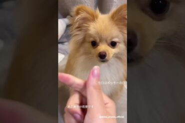 大沼晶保 ぷぐまるのあご乗せ♪櫻坂チャンネル公開中です！そこ曲がったら櫻坂 ポッキーの日