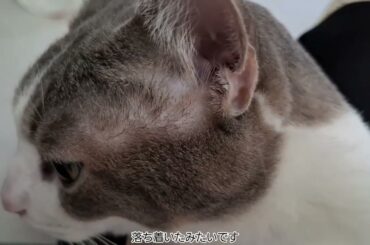 お膝の上のアッシュくん