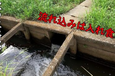 レアな魚が釣れた！！